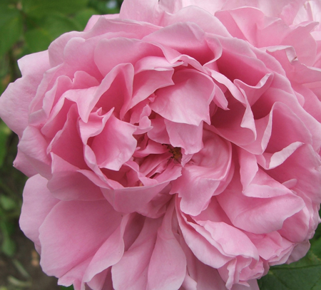 Fluffy Pink Rose